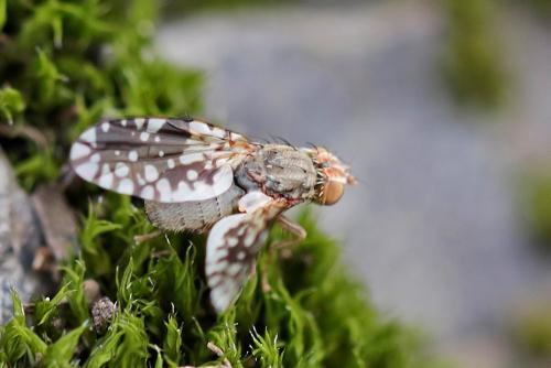 Réf. 248 344 : Tephritis neesii
